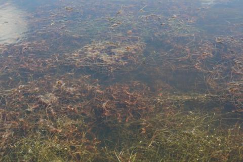 Habitat 3150-1-photo M. MADY Habitat 3150-1-photo M. MADY