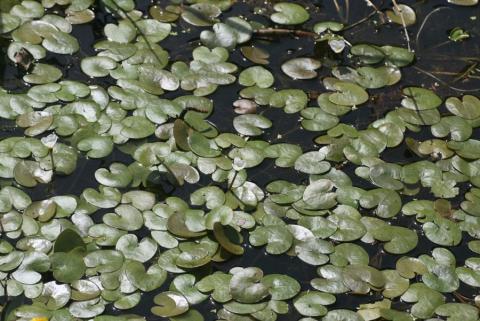 Habitat 3150-3-photo M. MADY Habitat 3150-3-photo M. MADY