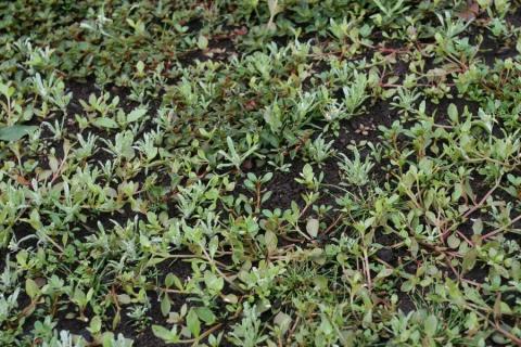 Habitat 3130-photo M. MADY Habitat 3130-photo M. MADY