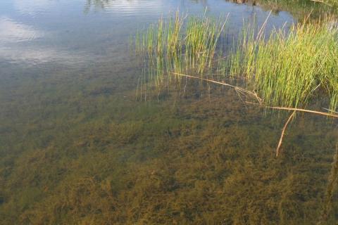 Habitat 3140-1-photo M. MADY Habitat 3140-1-photo M. MADY