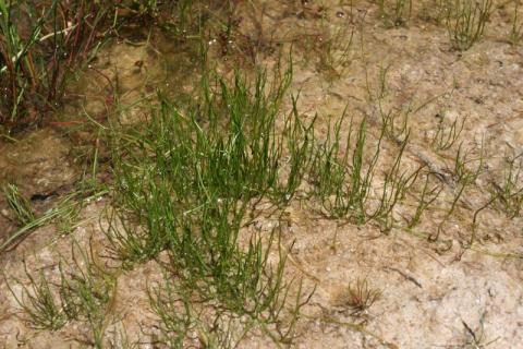 Habitat 3110-photo M. MADY Habitat 3110-photo M. MADY