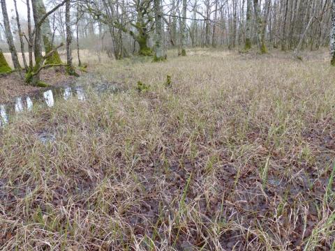 Habitat 9190-photo L. RIVIERE Habitat 9190-photo L. RIVIERE